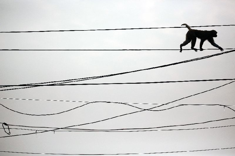 A monkey walks on power lines above a busy market in the old quarters of Delhi, India, February 29, 2016. REUTERS/Cathal McNaughton/File Photo