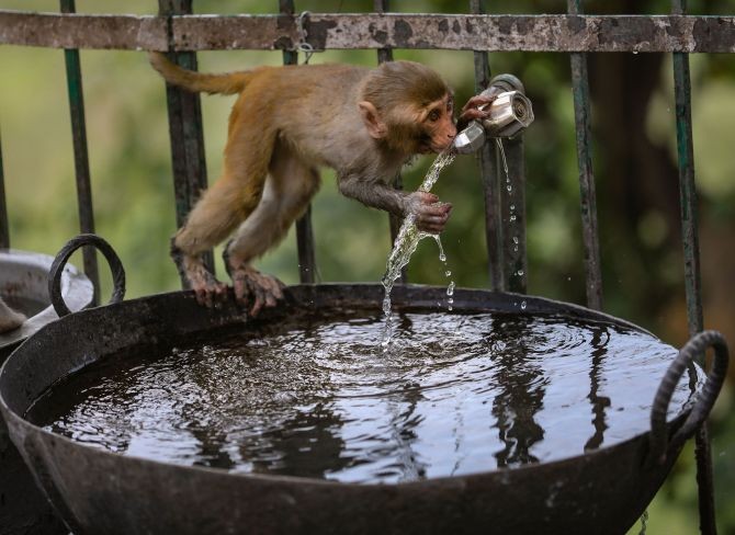  A monkey drinks water from a tap on a hot summer afternoon, at Mahamaya Temple in Jammu. (PTI Photo)