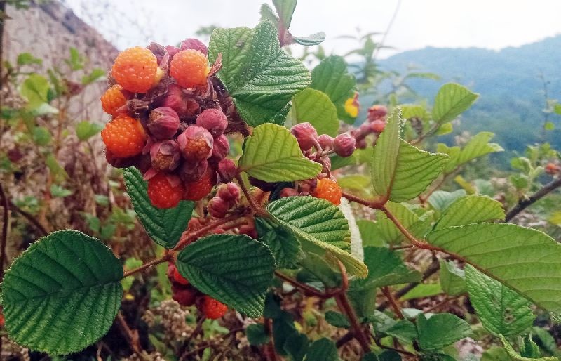 Raspberry along the roadside of Kigwema village in Kohima district. Varieties of wild fruits are found in different parts of Nagaland. (Morung Photo by Chizokho Vero)