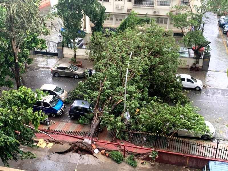 : A tree gets uprooted at Mumbai's Cuffe Parade during rains triggered by the effect of Cyclone Nisarga which made a landfall near Harihareshwar in adjoining Raigad district of Maharashtra on June 3. (IANS Photo)