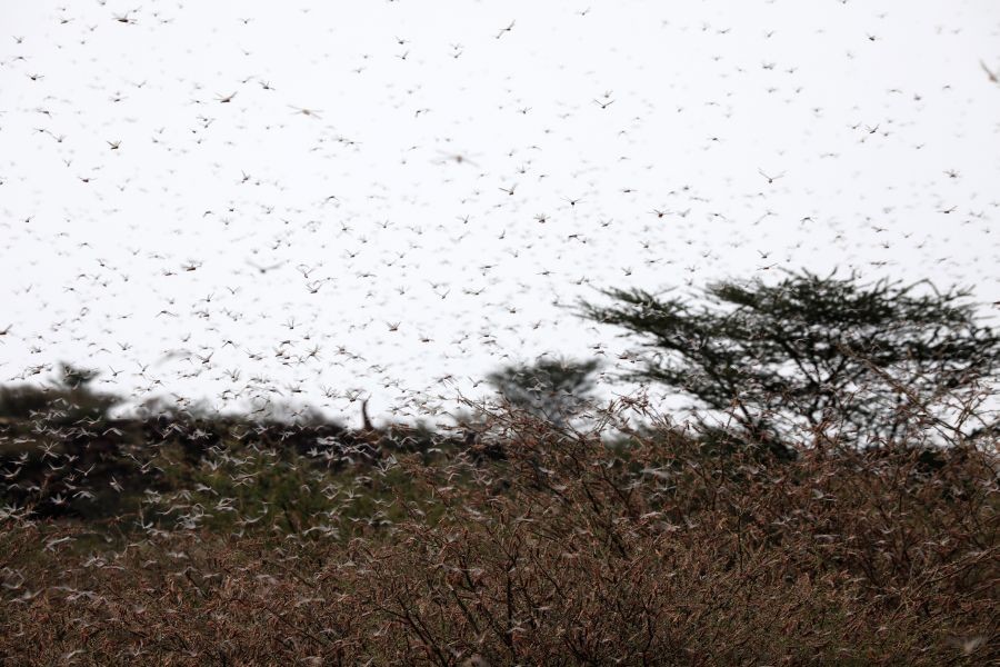 A locust swarm fly near the town of Lodwar, Turkana county, Kenya on June 28, 2020. (REUTERS Photo)