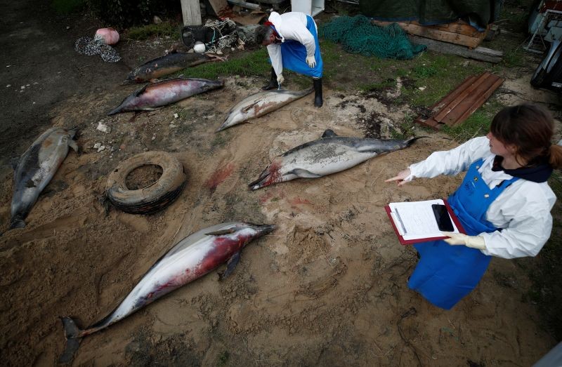 Experts at the Observatoire Pelagis examine the bodies of dolphins, which were found dead on a beach, during scientific autopsies at municipal technical services in Barbatre on the Noirmoutier Island, France on February 11, 2020. (REUTERS File Photo)