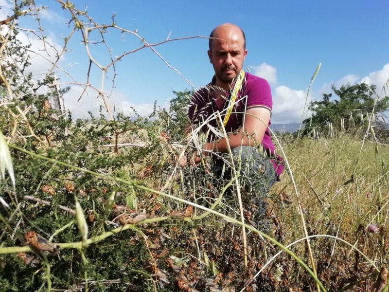 Farmer Giovanni Mureddu poses in front of the locusts that destroyed his crops in the town of Bolotana in central Sardinia, Italy, in June. (Photo provided by Coldiretti Sardinia)