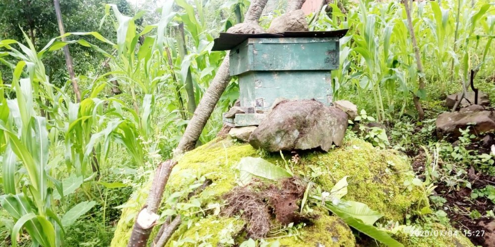 Bee boxes are a constant sight in Chingmei village, where beekeeping has become a major source of revenue for people in the village. (Morung Photo)