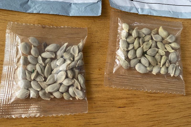 Packages of unidentified seeds which appear to have been mailed from China to U.S. postal addresses are seen at the Washington State Department of Agriculture (WSDA) in Olympia, Washington July 24, 2020. Picture taken July 24, 2020. Washington State Department of Agriculture/Handout via REUTERS