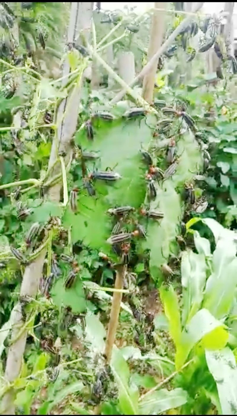 Blister beetles on a bean plant in a field in Wanching village.