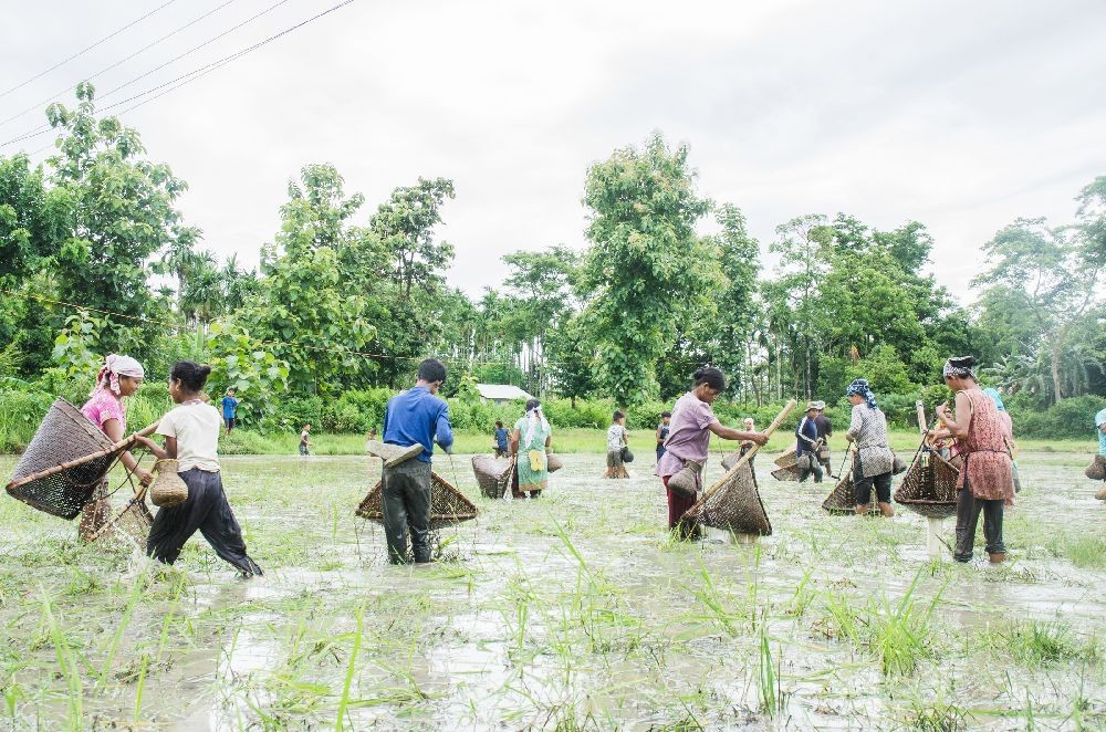A group of people are seen fishing using indigenous bamboo contraptions in a waterlogged field near Erabill, Dimapur on July 18. (Morung Photo by Manen Aier)