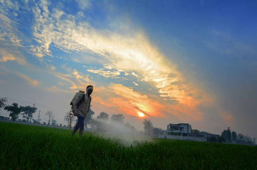 Amritsar: A farmer sprays pesticides in a field during the last sunset of the year 2020, on the outskirts of Amritsar, Thursday, Dec. 31, 2020. (PTI Photo)