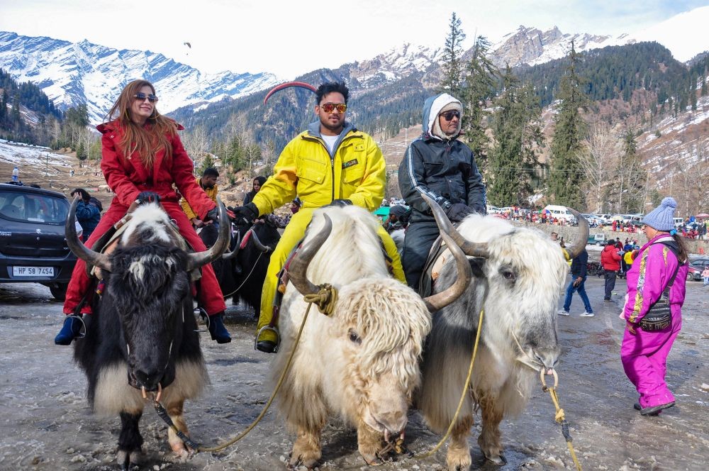 Manali: Tourists take yak ride on the eve of the New Year 2021 at Solang Nala, Manali, Thursday, Dec. 31, 2020. (PTI Photo)