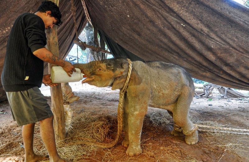 Guwahati: An animal keeper feeds a six-month old elephant calf, rescued from Satgaon army camp, at the Assam State Zoo cum Botanical Garden in Guwahati, Friday, Dec. 25, 2020. (PTI Photo)