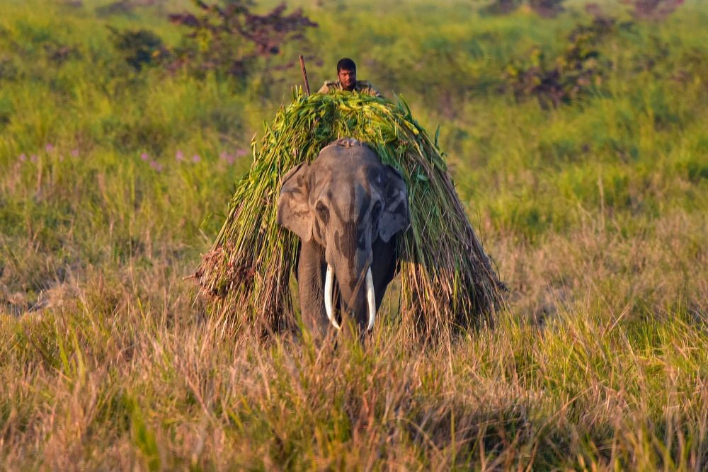 Golaghat: A manhout on an Asiatic elephant, carrying feed, returns to camp, at Kaziranga National Park in Golaghat District of Assam, Saturday, Jan. 02, 2021. (PTI Photo)