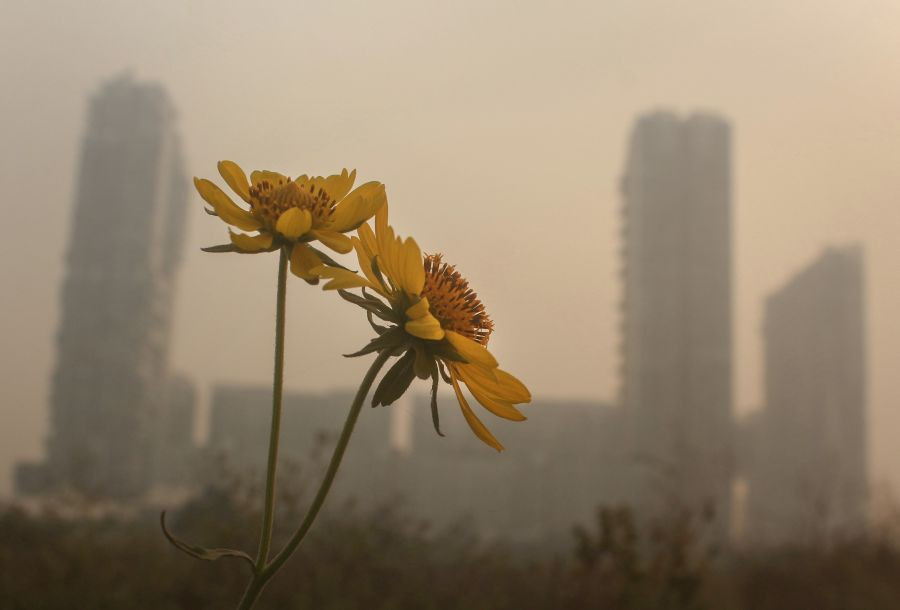 Gurugram: Flowers bloom during the winter season as a thick layer of smog engulfs the city skyline, following Diwali celebrations in Gurugram, Saturday, Nov. 6, 2021. (PTI Photo)
