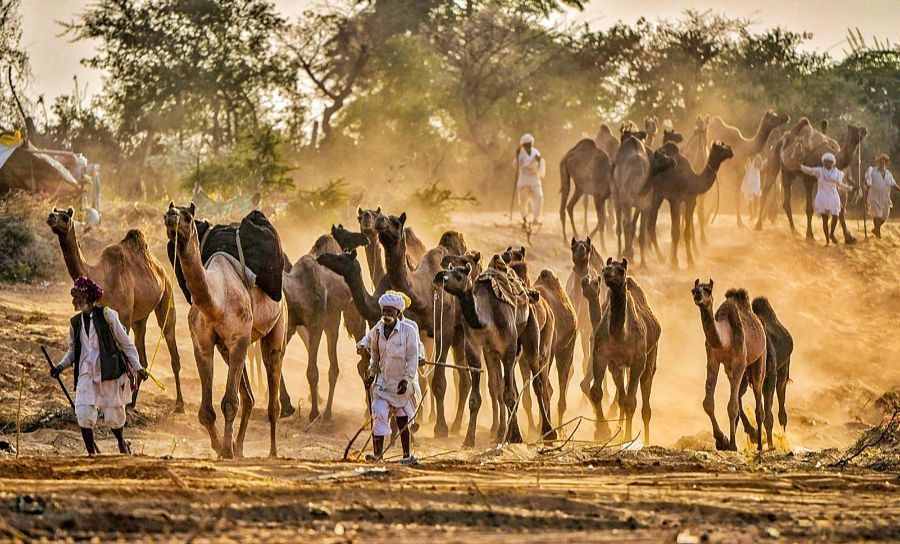 Pushkar: Camel herders with their livestock ahead of the annual Pushkar Camel Fair, Tuesday, November 9, 2021. (PTI Photo)