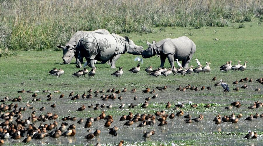 Morigaon: One-horned rhinoceros seen at the Pobitora Wildlife Sanctuary in Morigaon district,  Saturday, Nov. 6, 2021. (PTI Photo)