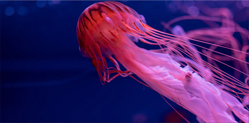 A Japanese Sea Nettle jellyfish moves through the ocean. Sheviakova Kateryna/Shutterstock