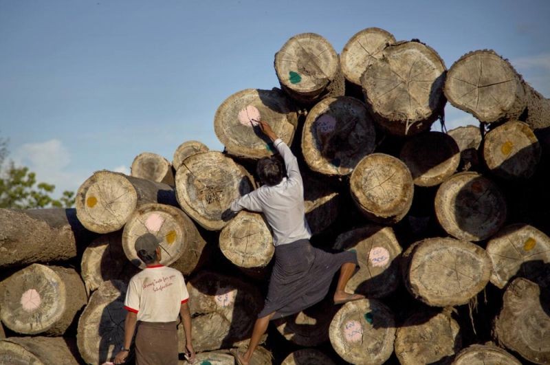 A worker marks logs before transporting at a yard in Wuntho, northern Sagaing division, Myanmar, June 27, 2016. American companies are still importing teak from Myanmar despite sanctions imposed after the military seized power last year, a report based on trade data said on January 11, 2022. (AP File Photo)
