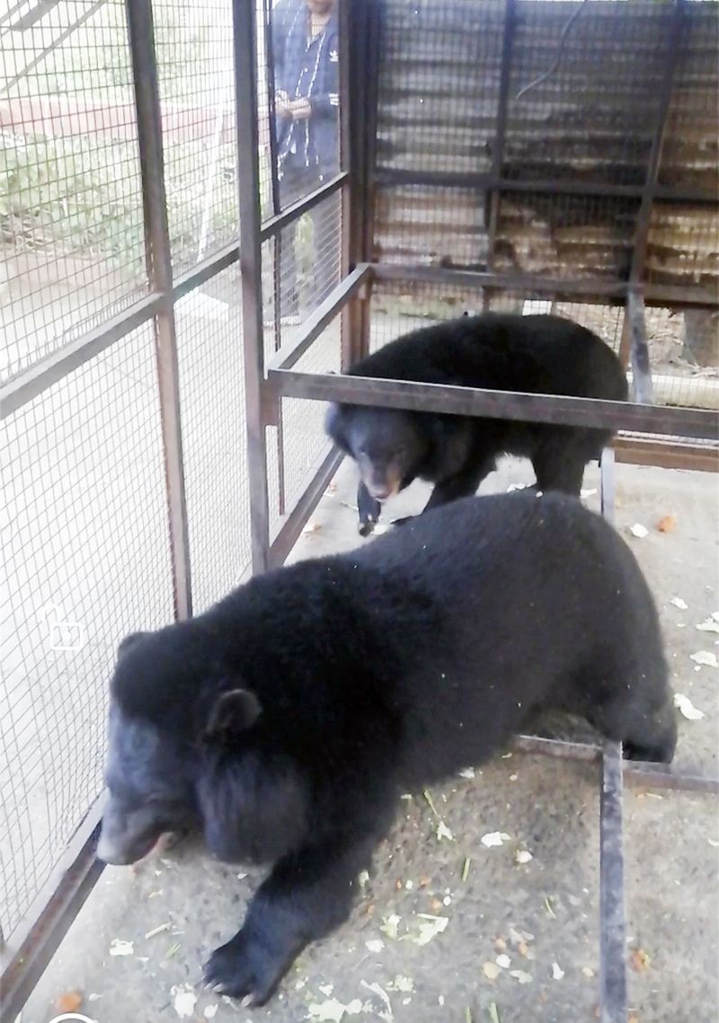The two female black bears which were rescued and rehabilitated on January 7. (Photo Courtesy: Kiphire Wildlife Division)