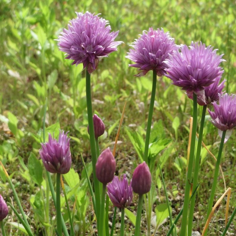 Allium schoenoprasum, better known as chives. Andreas Rockstein/Flickr, CC BY-SA