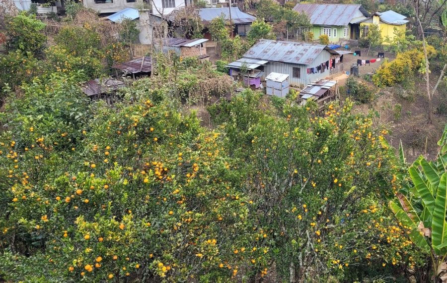 Orange plantation at a kitchen garden in Rüsoma village. (Morung Photo)