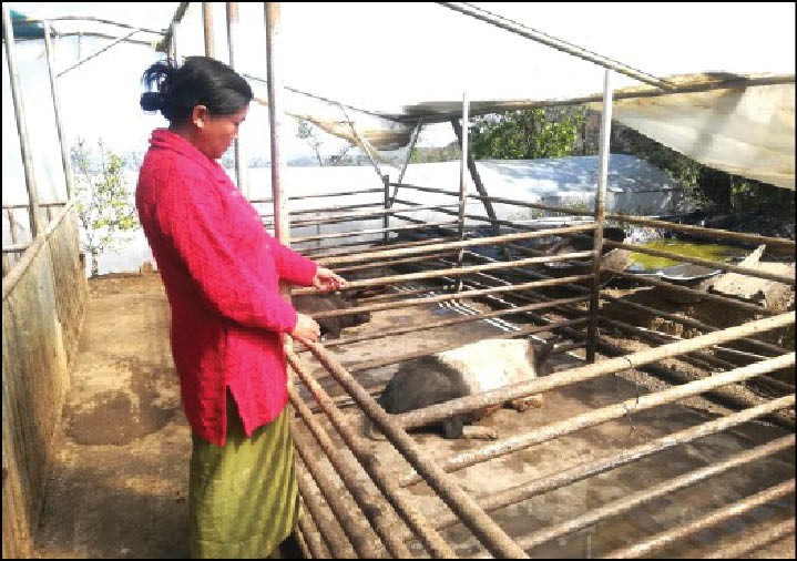 Vezokholu from Phek took up piggery in order to supplement her family income. (Morung Photo)
