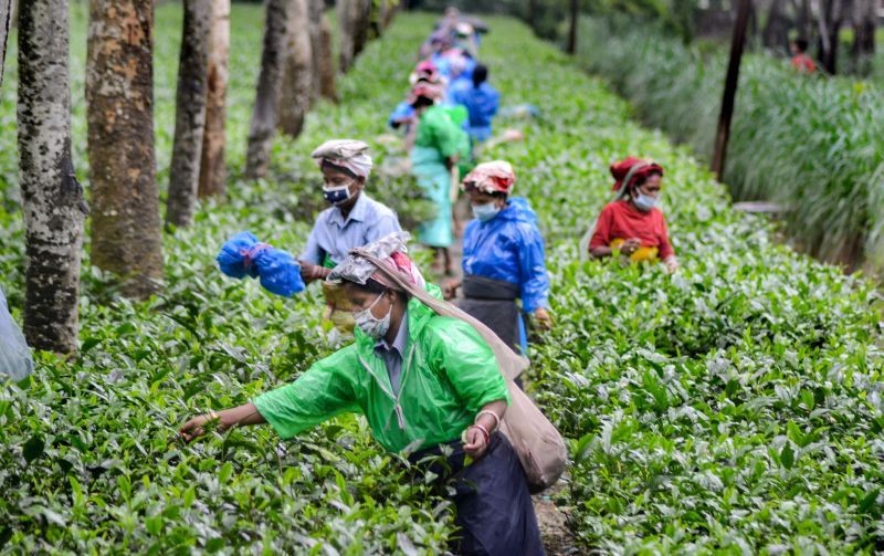 Workers pluck tea leaves during monsoon season at a tea estate in Dibrugarh. (PTI File Photo)