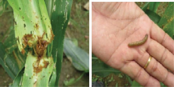 Images of the FAW infestation which has affected maize crops in their seedling and whorl stage in Dimapur district. (Photo Courtesy/DAO Dimapur)