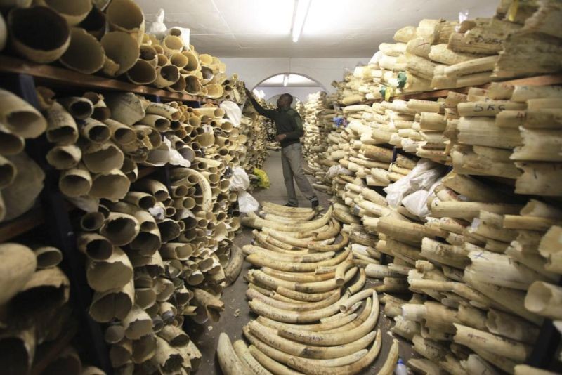 A Zimbabwe National Parks official looks over the country's ivory stockpile at the Zimbabwe National Parks Headquarters in Harare, Zimbabwe on Thursday, June, 2, 2016. (AP Photo File)