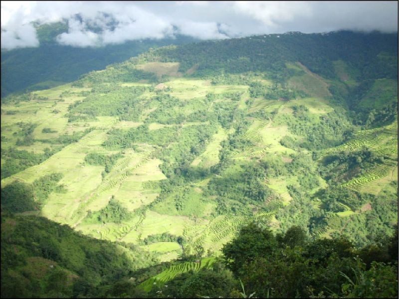 A large area of lush green paddy field somewhere in the Naga Hills. (Morung File Photo)