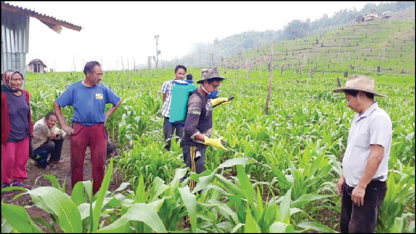Eco friendly pesticides sprayed on maize crops at Tseminyu by field workers of Department of Agriculture in an effort to contain the threat of Fall Army Worm recently. (Photo courtesy: Department of Agriculture)