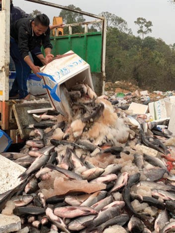 The Tata mobile truck transporting formalin laced fish which was intercepted at Bye-Pass Check Gate on February 23 was later destroyed at KMC dumping site. (Photo Courtesy: Nagaland Food Safety Cell) 