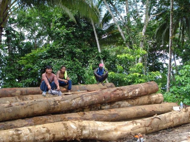 Logging on Kolombangara Island, Solomon Islands. (CE Wilson Photo)