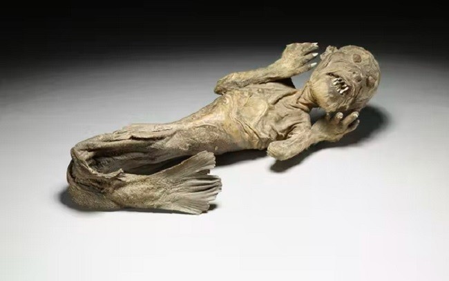 A mummified mermaid relic featuring the upper part of a monkey’s body and a fishtail from The British Museum similar to the one currently being researched. The Trustees of the British Museum, CC BY-NC-ND