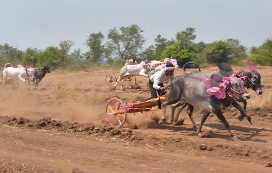 Karad: People participate in a district level bullock cart race, at Shenoli village in Karad, Saturday, March 5, 2022. (PTI Photo)