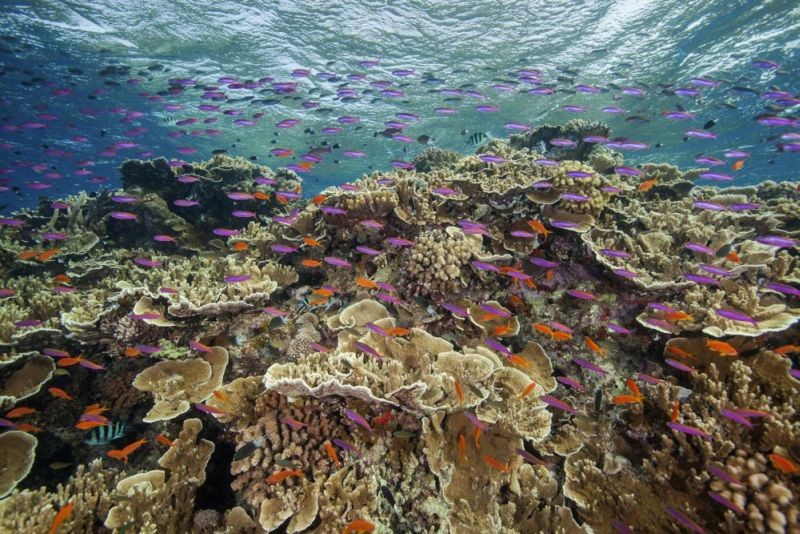 In this photo provided by the Great Barrier Reef Marine Park Authority small fish school in waters of Ribbon Reef No 10 near Cairns, Australia, Sept. 12, 2017. Australia’s Great Barrier Reef is suffering widespread and severe coral bleaching due to high ocean temperatures two years after a mass bleaching event, a government agency said on Friday, March 18, 2022. (AP File Photo)