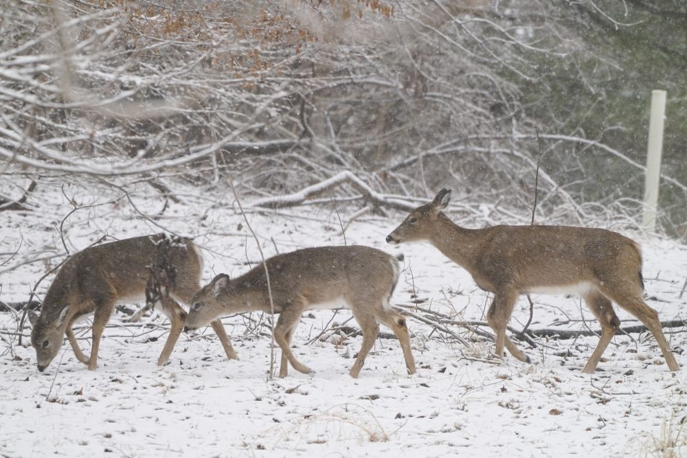 Glen Arm: Deer walk across a snow-covered hill along Loch Raven Reservoir, Saturday, March 12, 2022, in Glen Arm, Md. Much of the northeast is experiencing a late winter storm dropping snow and high winds.AP/PTI