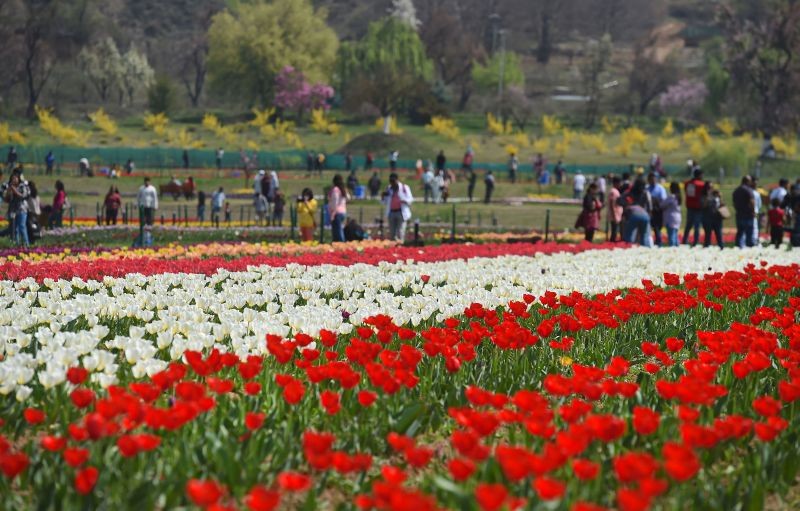 Tourists visit Asia's largest tulip garden on the foothills of Zabarwan Mountains overlooking Dal Lake, in Srinagar on March 23, 2022. The garden was opened for the public on Wednesday. (PTI Photo)