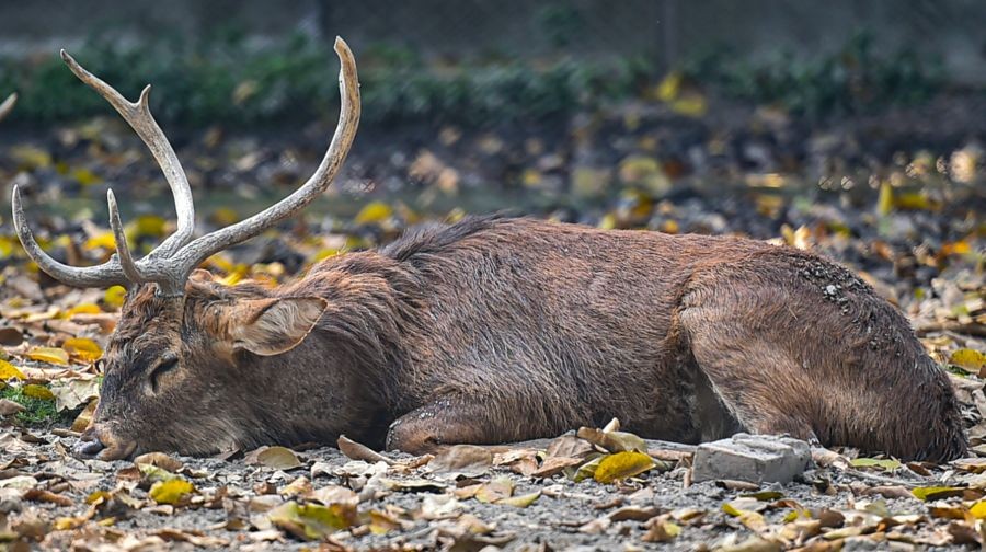 Kolkata: A brow-antlered deer inside an enclosure of Alipore Zoological Garden in Kolkata, Saturday, March. 5, 2022. (PTI Photo/Swapan Mahapatra)