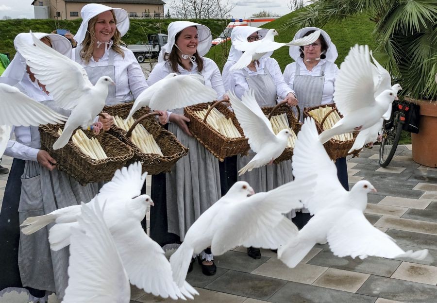 Beelitz : White doves fly past the Beelitz asparagus women at the opening of the Brandenburg State Garden Show (Laga) in Beelitz, Germany, Thursday, April 14, 2022. AP/PTI(