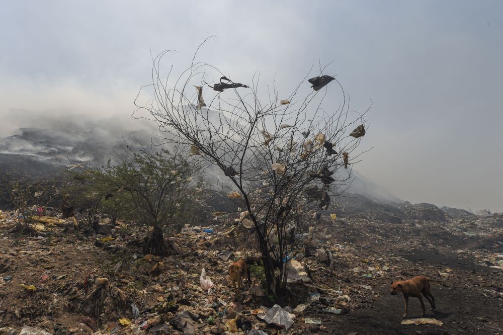 New Delhi: A tree laden with plastic bags at the Bhalswa landfill site where a fire broke out, in New Delhi, Friday, April 29, 2022. (PTI Photo/Ravi Choudhary)