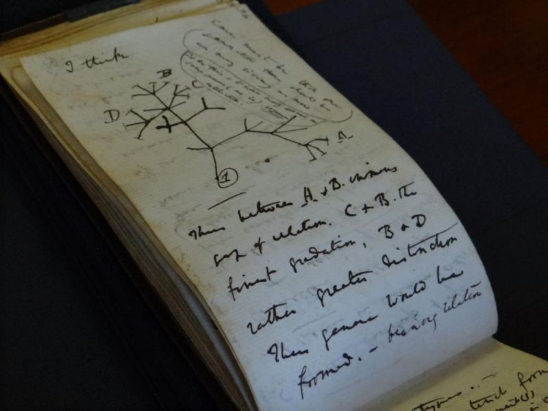 In this photo provided by Cambridge University Library on Tuesday, April 5, 2022, a view of the Tree of Life Sketch in one of naturalist Charles Darwin's notbeooks which have recently been returned after going missing in 2001, in Cambridge, England. (AP Photo)