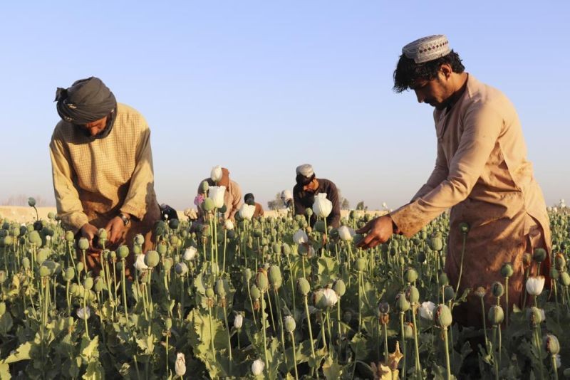 Afghan farmers harvest poppy in Nad Ali district, Helmand province, Afghanistan, Friday, April 1, 2022. Afghanistan's ruling Taliban have announced a ban on poppy production, even as farmers across many parts of the country began harvesting the bright red flower that produces the lucrative opium which is used to make heroin. (AP Photo)