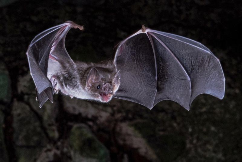 This photo provided by Sherri and Brock Fenton/AAAS in March 2022 shows a vampire bat in flight. According to a report published on March 25, 2022 in the journal Science Advances, scientists have figured out why vampire bats are the only mammals that can survive on a diet of only blood. (AP File Photo)