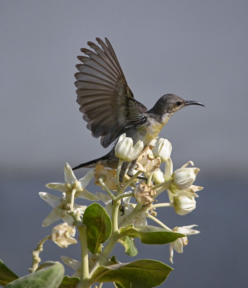 A sunbird perches on a bunch of flowers, in New Delhi on April 8, 2022. (PTI Photo)