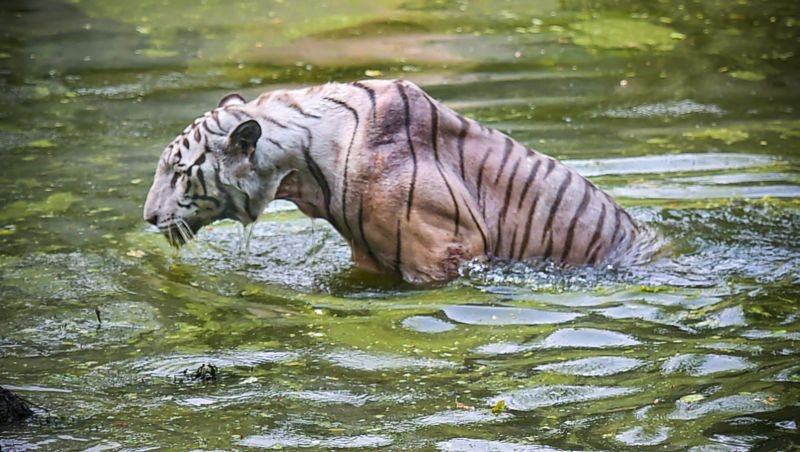 A white tiger swims in a pond to cool himself on a hot summer day, inside an enclosure, at Alipore Zoological Garden, in Kolkata on April 1, 2022. (PTI Photo)