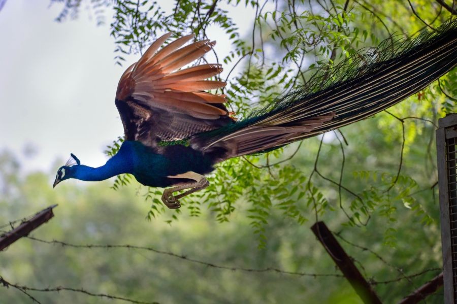 New Delhi: A peacock jumps over a barbed wire in a park, in New Delhi, Sunday, April 24  2022. (PTI Photo/Kamal Kishore)