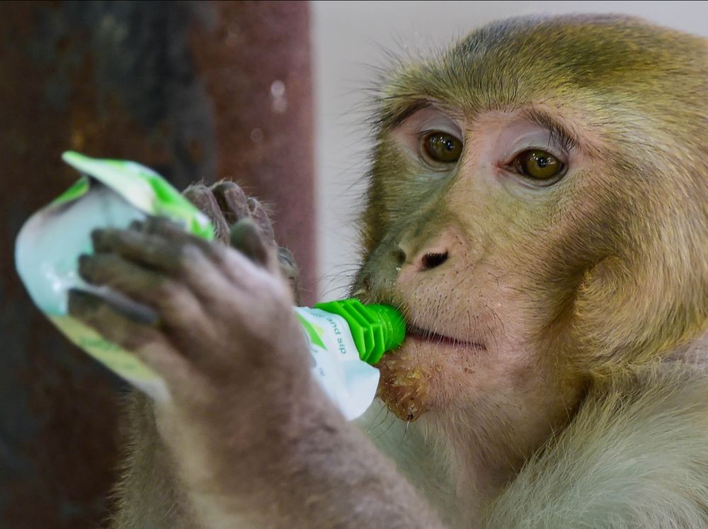 New Delhi: A monkey sips juice from a pouch inside an enclosure on a hot summer day, at National Zoological Park in New Delhi, Sunday, May 22, 2022. (PTI Photo/Kamal Kishore)