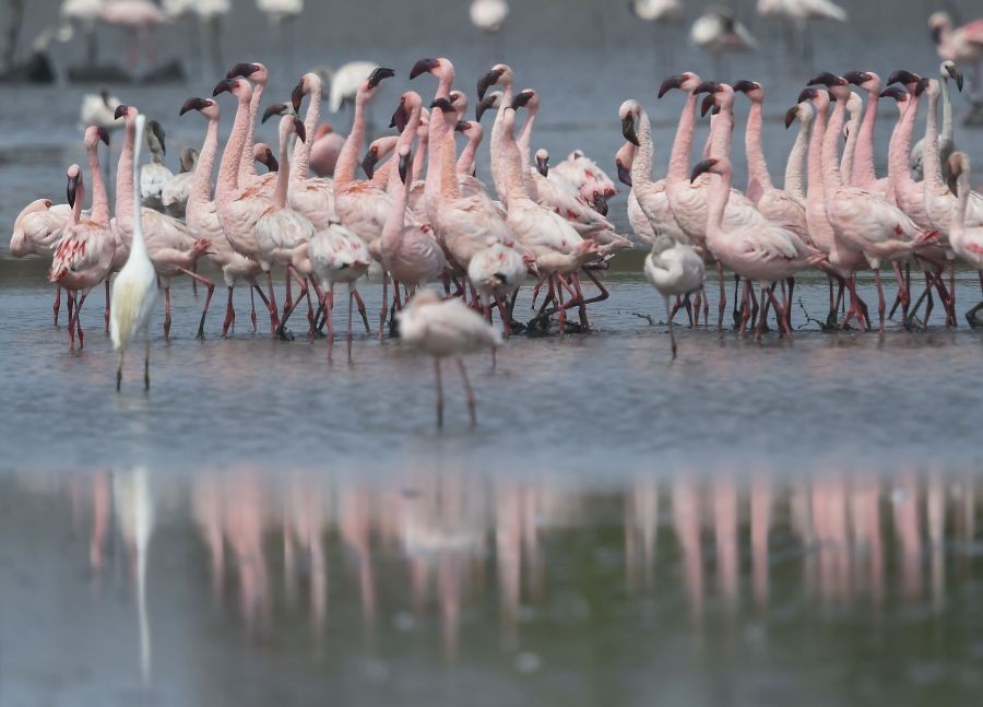 Navi Mumbai: Flock of flamingos stand in a pond on the eve of World Migratory Bird Day, in Navi Mumbai, Friday, May 13, 2022. (PTI Photo/Kunal Patil)