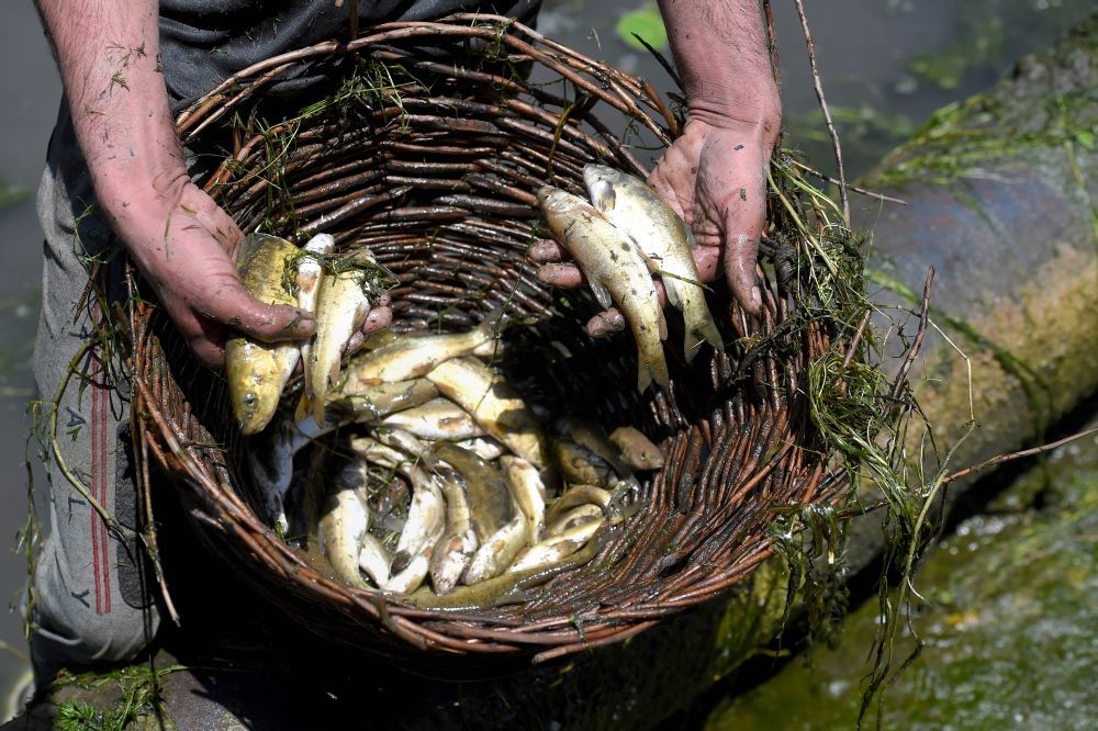 Qazigund: A villager shows fishes caught with a wicker basket from Panzath Nag spring during an annual festival that coincides with Rohan Posh festival, at Qazigund, in Kulgam district, Sunday, May 8, 2022. Hundreds of men and children from different villages collectively go fishing in order to rid the spring of weeds and silt and thereby restore it. (PTI Photo/S. Irfan)