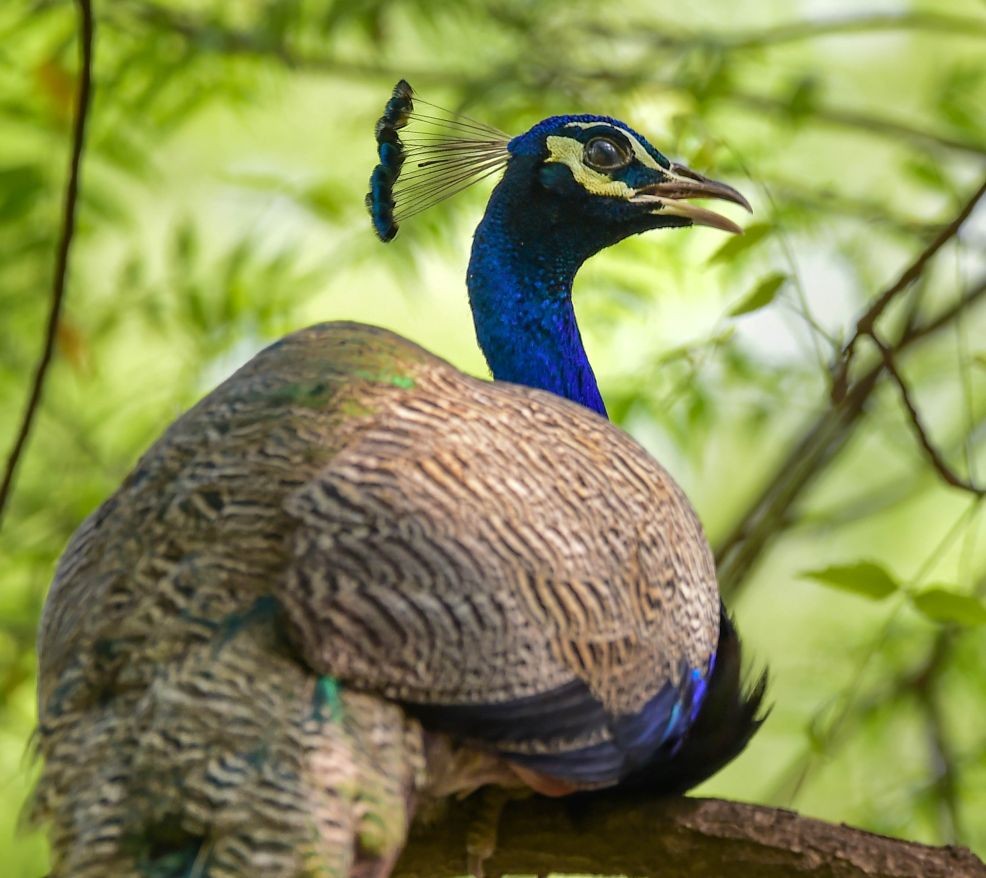 New Delhi: A peacock rests on a branch under the shade of a tree in a park on a hot summer day, in New Delhi, Sunday, May 8, 2022. (PTI Photo/Kamal Kishore)
