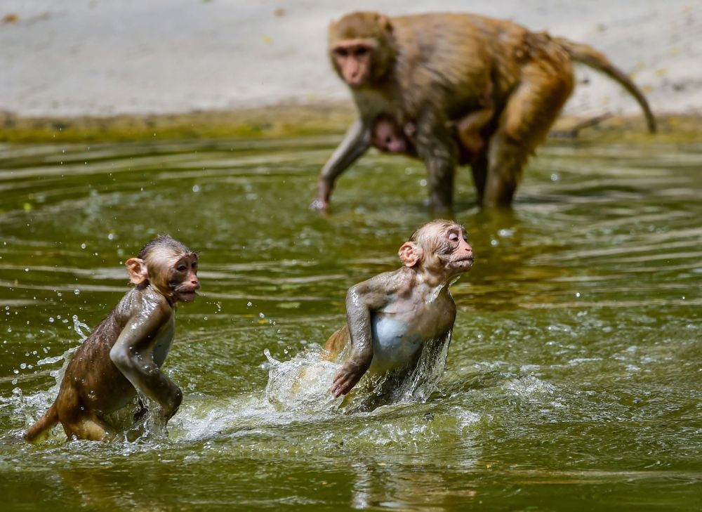 EDS PLS TAKE NOTE OF THIS PTI PICK OF THE DAY::: New Delhi: Monkeys cool off in a water body inside the National Zoological Park, on a hot summer day in New Delhi, Sunday, May 29, 2022.  (PTI Photo/Kamal Kishore)(